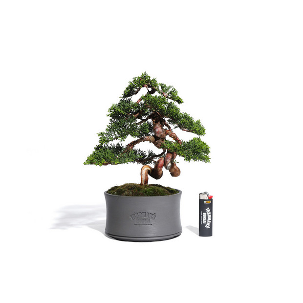 真柏　-Japanese Juniper-　（推定樹齢30年）-M0014- 詳細画像